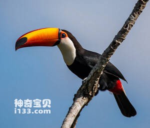 Ramphastos toco