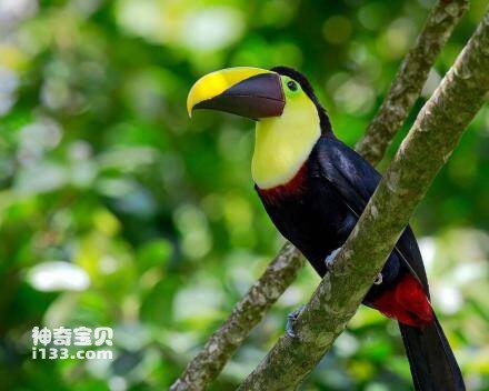 Ramphastos vitellinus