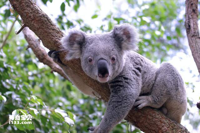 What family of animal is the koala?