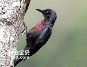 Melanerpes herminieri