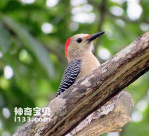 Melanerpes santacruzi