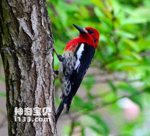 Sphyrapicus ruber