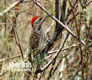 Dendropicos fuscescens