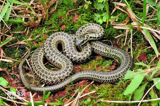 Sichuan Hot Spring Snake.jpg