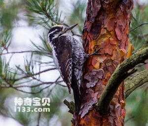 三趾啄木鸟