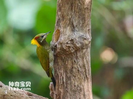 Picus chlorolophus