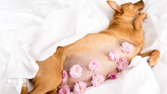 The easiest way to tell if your dog is pregnant