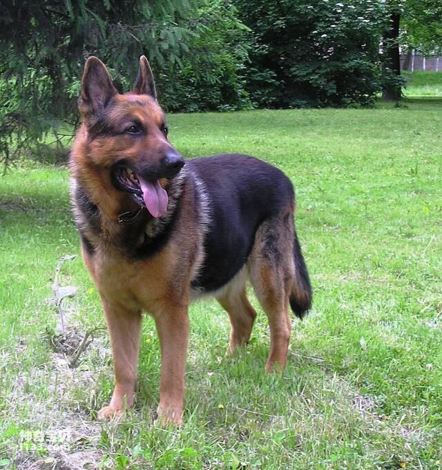 What is the best appearance of a German Shepherd dog?