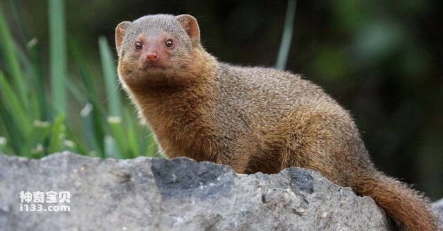 What kind of animal is a mongoose?