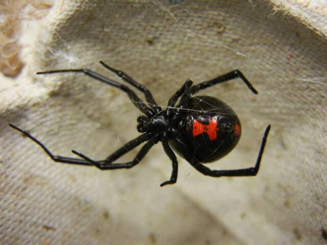 The top ten poisonous spiders in China, those who are afraid of spiders should beware!