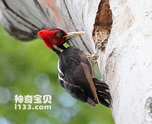 Campephilus guatemalensis