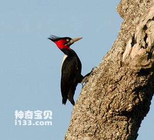 Campephilus leucopogon