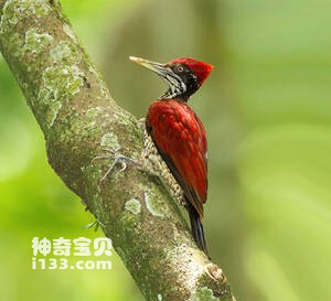 Chrysocolaptes stricklandi