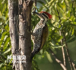 Chrysocolaptes strictus