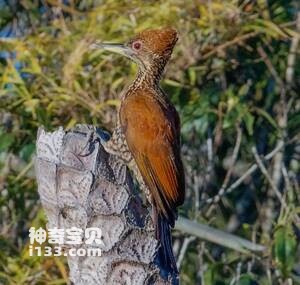 Chrysocolaptes lucidus