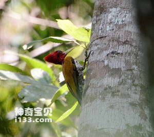 Chrysocolaptes erythrocephalus