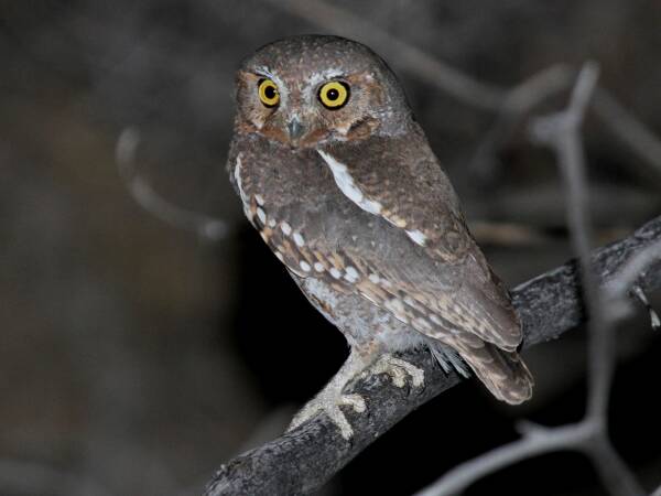 What is the world's smallest owl?