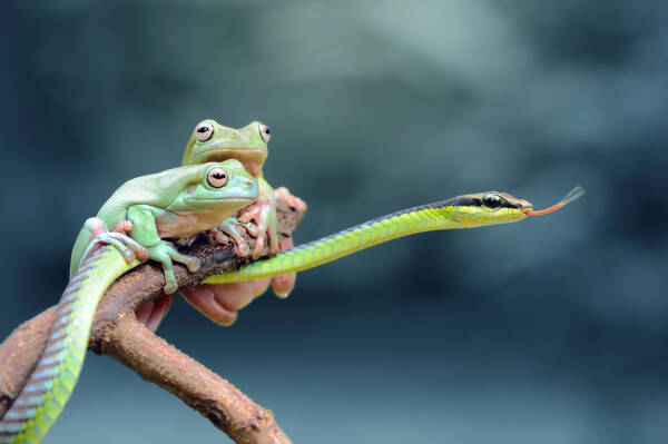 Amphibians vs. Reptiles: What’s the Difference?