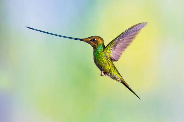 13 Fun Facts About Hummingbirds You May Have Heard Some