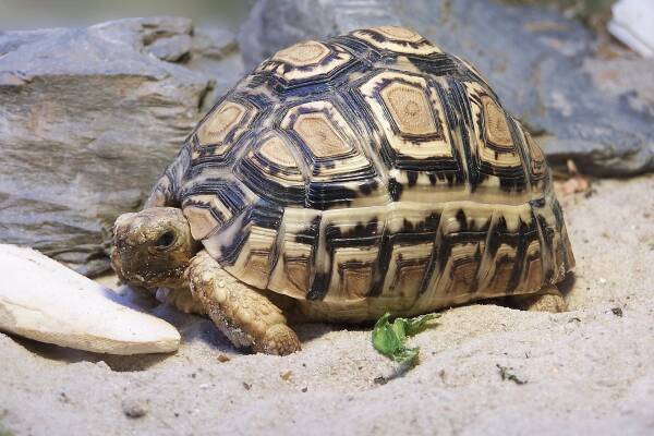 Ranking of the top ten most difficult to raise tortoises in the world, the unicorn tortoise ranks on
