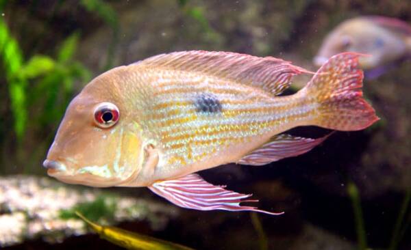 Ranking of the top ten fish tank cleaners, which fish is the best for cleaning fish tanks?