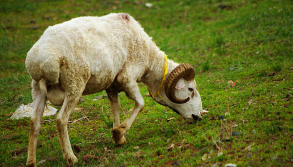 Ranking of the top ten delicious sheep in Xinjiang, inventory of 10 high-quality sheep in Xinjiang