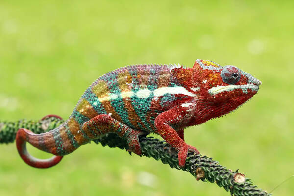 Take you to re-understand the interesting chameleon