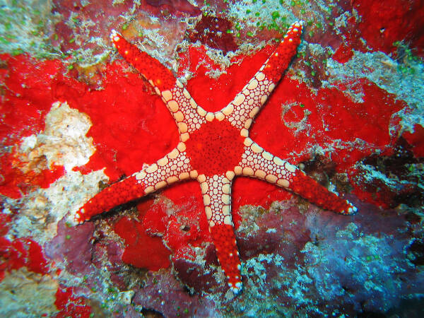 Top 10 beautiful and cute species of starfish
