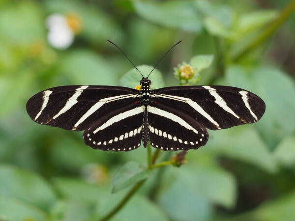 The 10 most poisonous butterflies in the world, ranking of poisonous butterflies