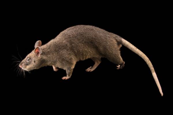 How big is the world's largest rat?