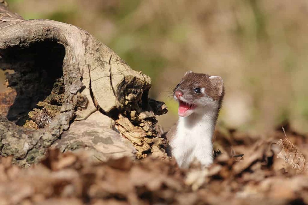 Weasels are most afraid of three kinds of enemies