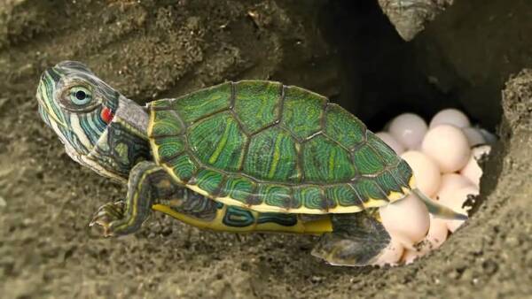 How can a turtle lay eggs?