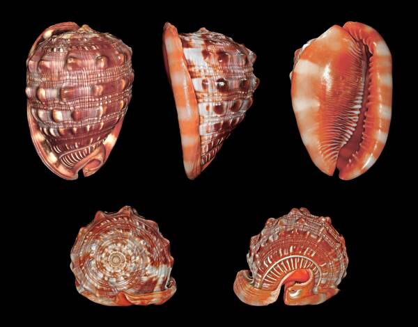 Among the top 10 famous conchs in the world, one has survived for hundreds of millions of years