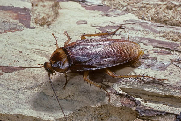 How do cockroaches breathe?