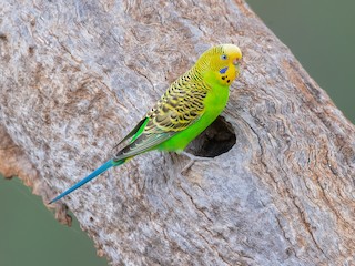 How to tame a budgerigar quickly