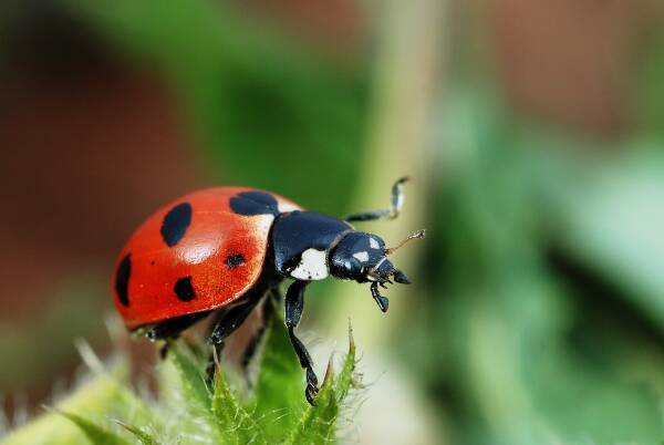 11 colorful bugs that look like ladybugs