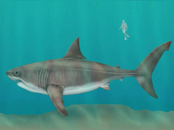 Is the Megalodon extinct? What happened to the Megalodon?