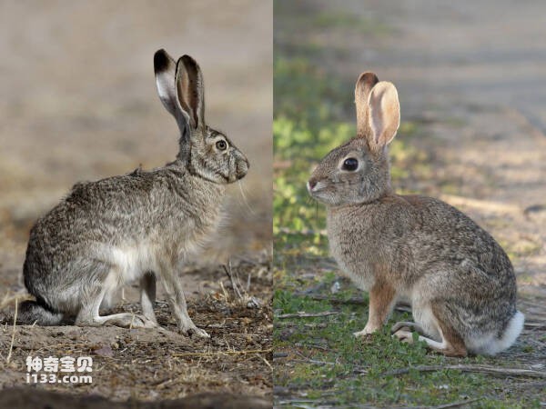 What is the difference between a rabbit and a hare?