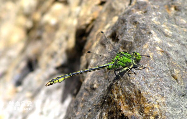 The world's top 10 rare dragonflies, the top ten rare dragonfly species