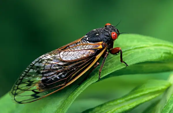 Why do some cicadas only appear once every 17 years?