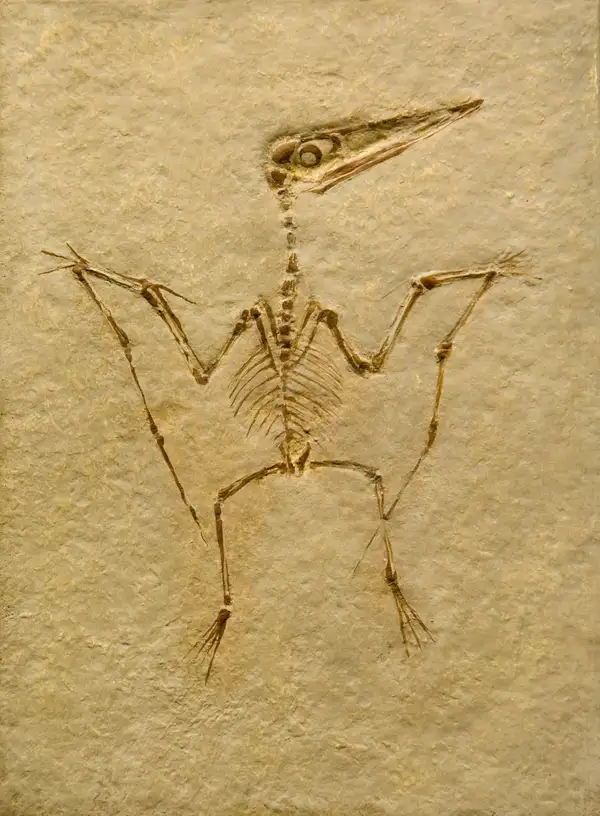 Why aren't pterodactyls dinosaurs?