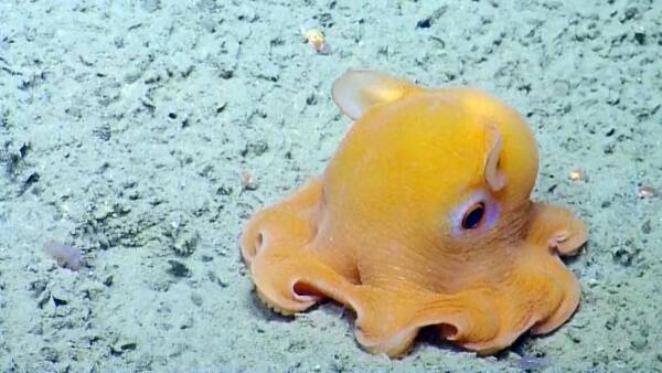 10 Bizarre Deep-Sea Animals, From Vampire Squids to Scary-Looking Hairy Worms