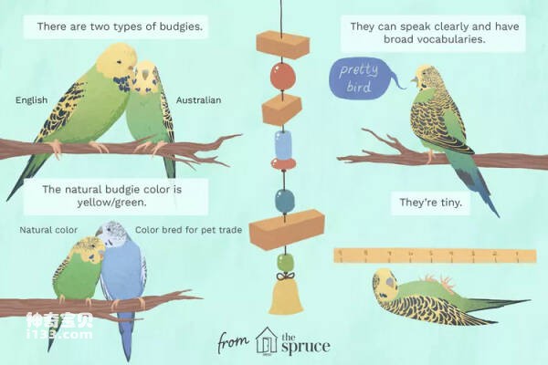 Guide to Pet Budgies
