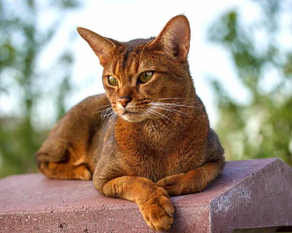 The world's top 10 aloof pet cats. Which breed of cat is the most arrogant?