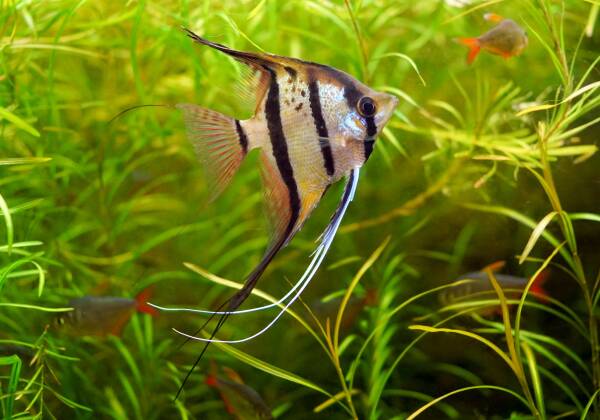 What are the breeding methods of angel fish?