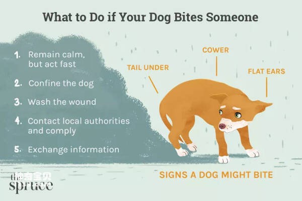How to stop dog bites and know what to do if your dog bites