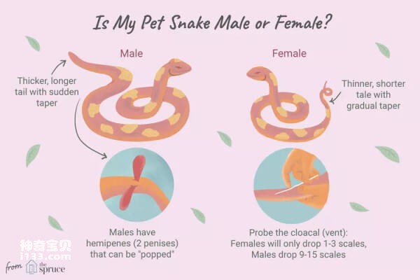 How to Determine the Sex of a Snake