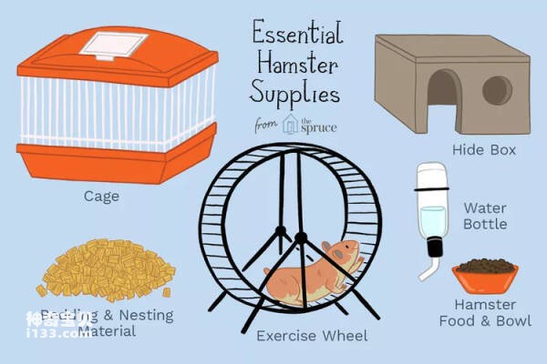 How to care for your pet hamster (make sure you have everything your new pet needs first)
