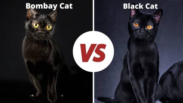 The Difference Between Bombay Cats and Black Cats