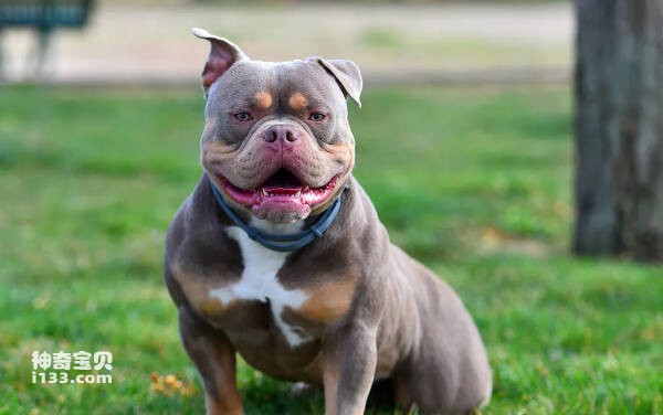 Ranking of the top ten bully dogs